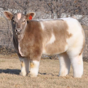 Meet your Posher, Marley